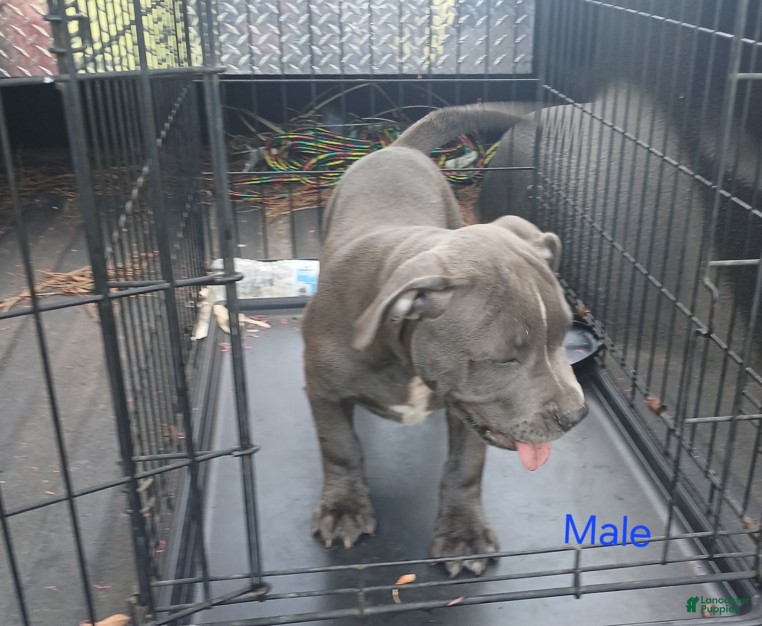 American Bully dogs American Bully 1 - Ad 40