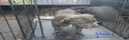 American Bully dogs for sale: American Bully 1 - Ad 1