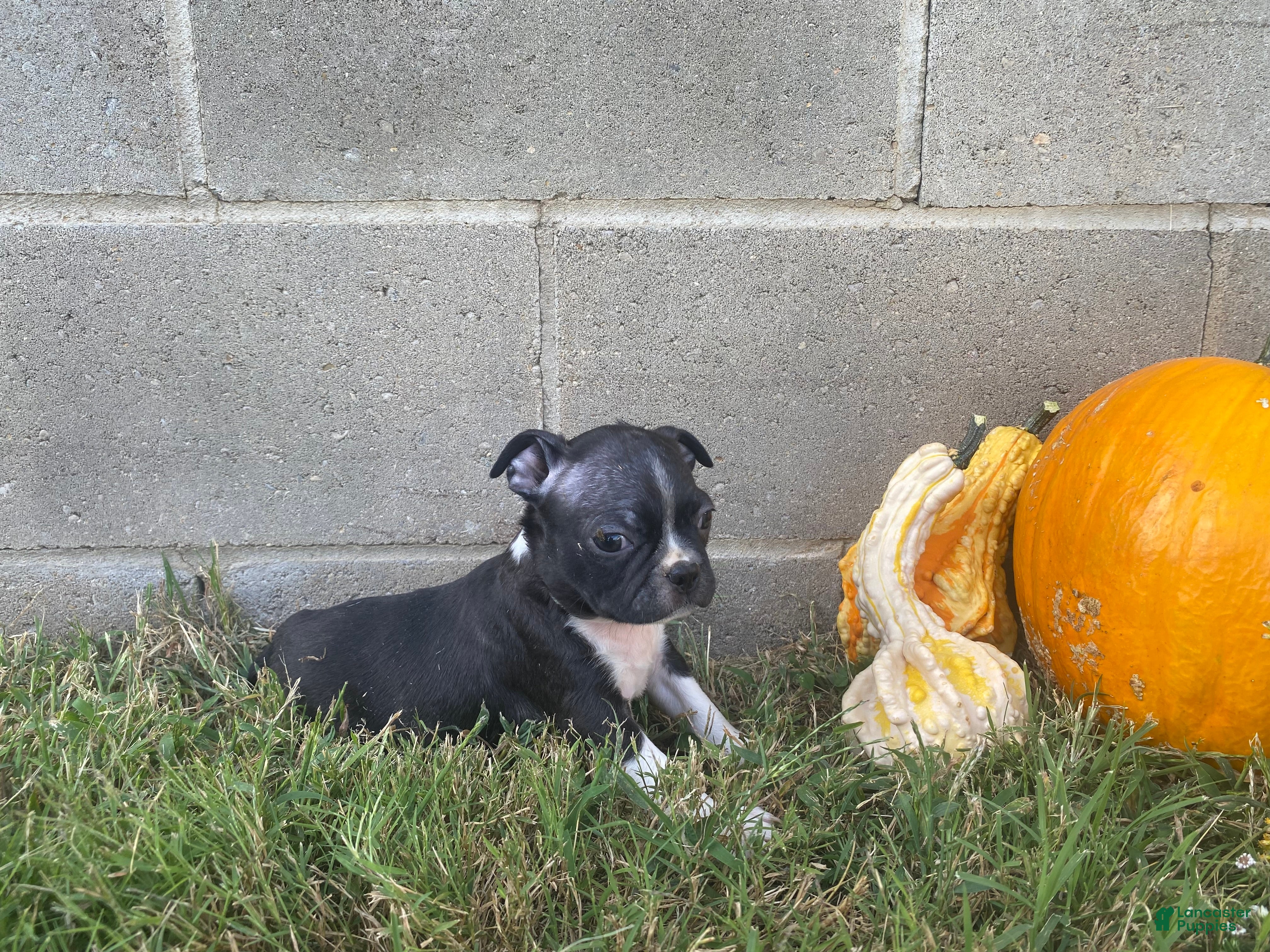 Boston Terrier dogs Lane  - Ad 2