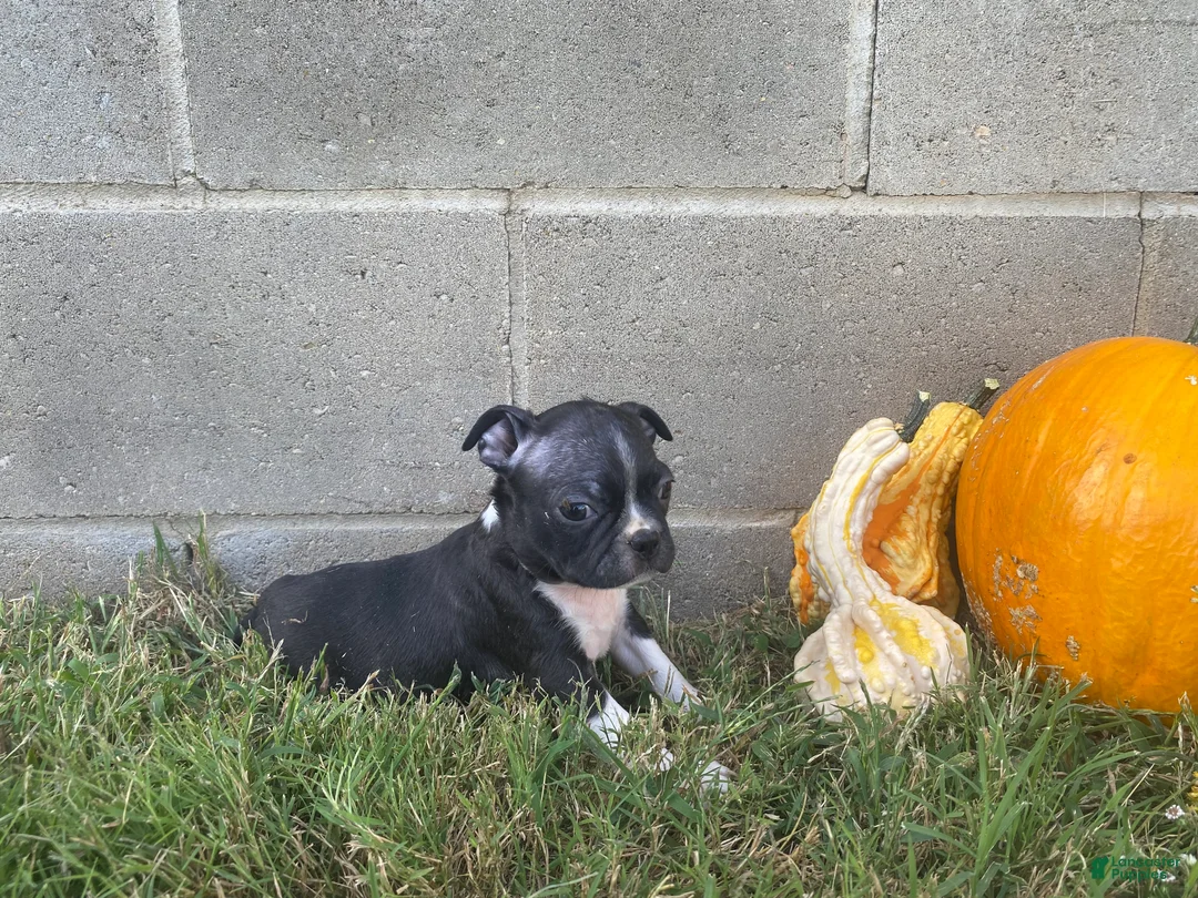 Boston Terrier dogs for sale: Lane  - Ad 2