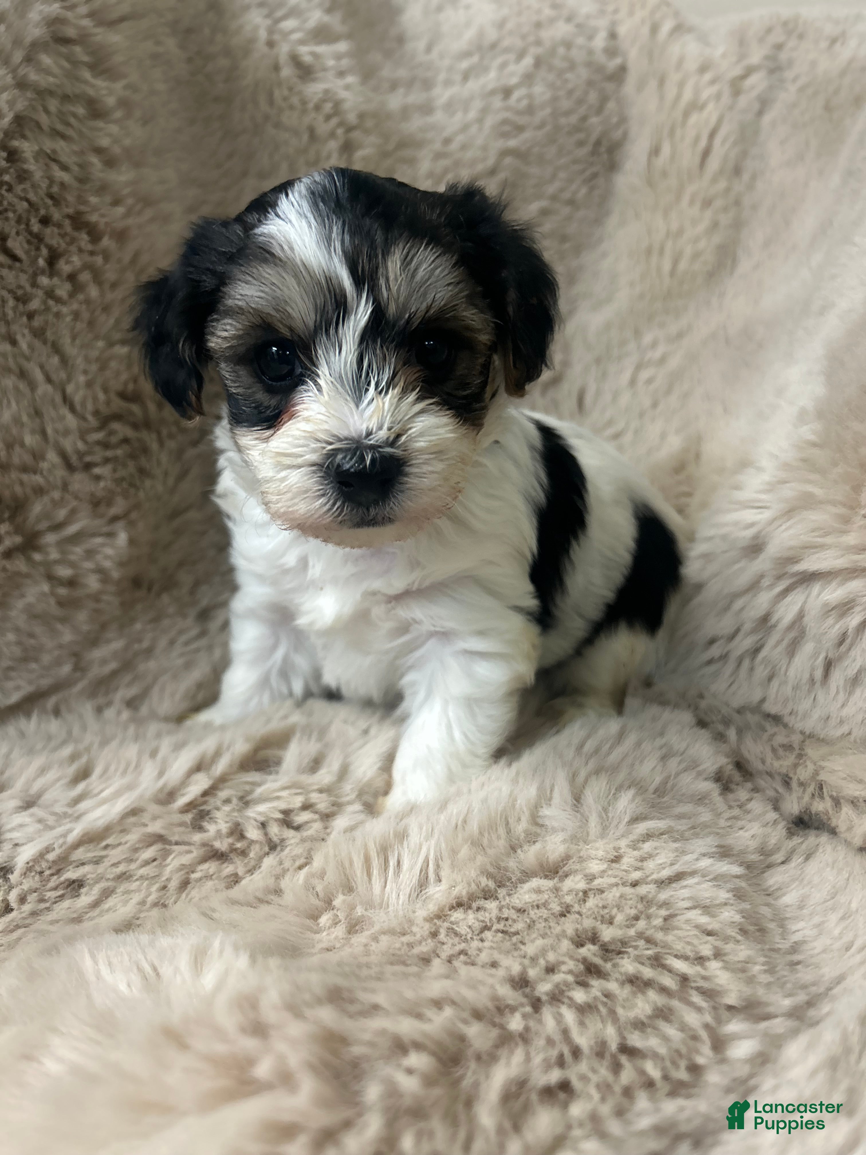 Morkie dogs Georgio  - Ad 14