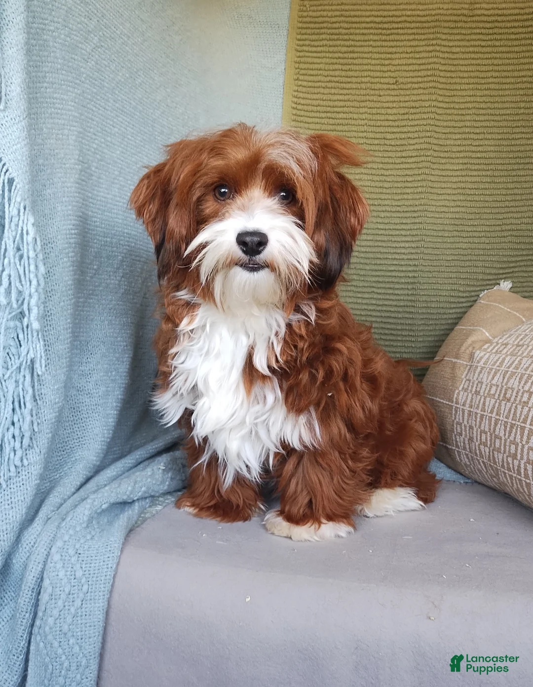 Havanese dogs for sale: Theo  - Ad 6