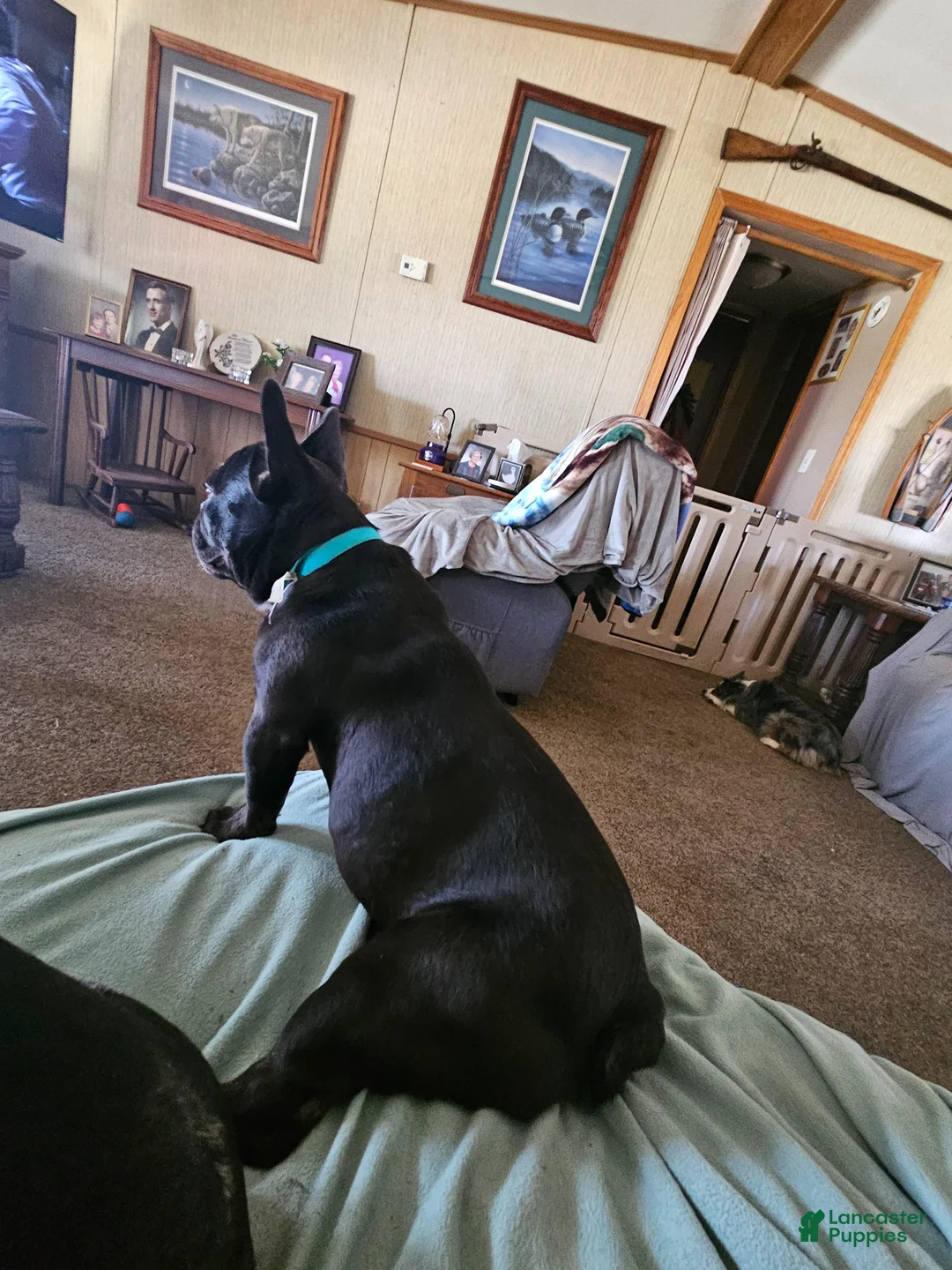 French Bulldog dogs for sale: French Bulldog Puppy 1 - Ad 2