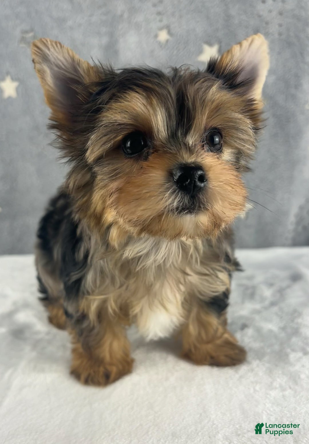 Yorkshire Terrier dogs for sale: Teddy - Ad 6