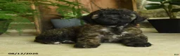 Cavapoo dogs for sale: Willow - Ad 5