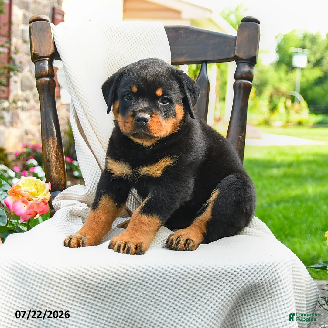 Rottweiler dogs for sale: Diesel - Ad 2