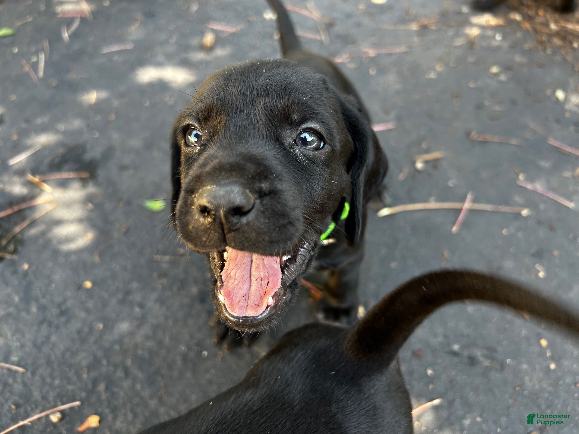 Mixed Breed dogs Lime - Ad 6