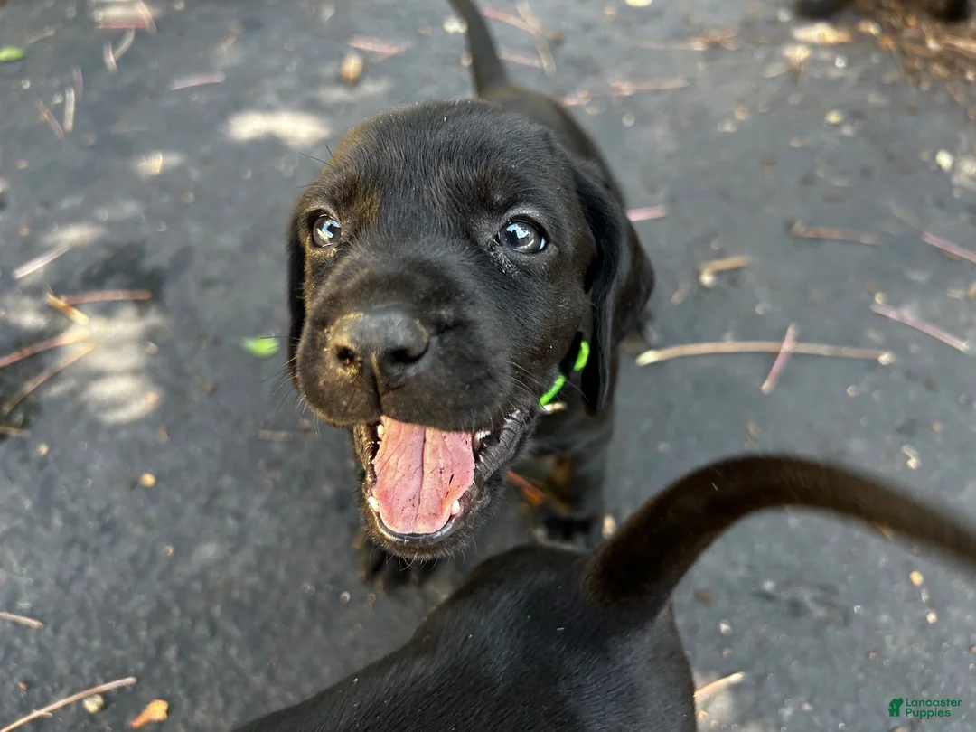 Mixed Breed dogs for sale: Lime - Ad 1