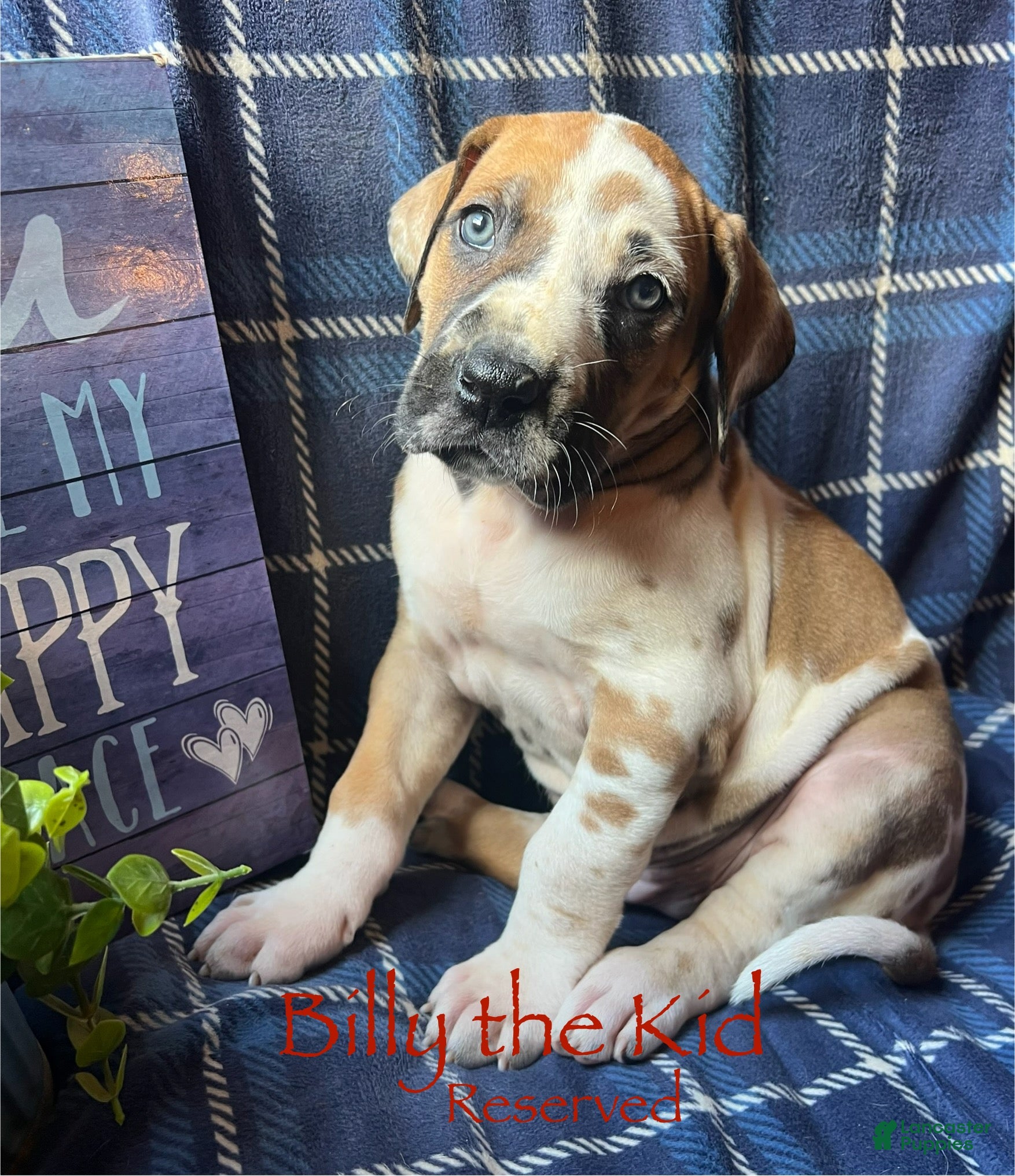 Great Dane dogs Billy the kid - Ad 22