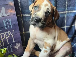Great Dane dogs Billy the kid - Ad 22