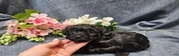 Havapoo dogs for sale: Jewel (Female) - Ad 4