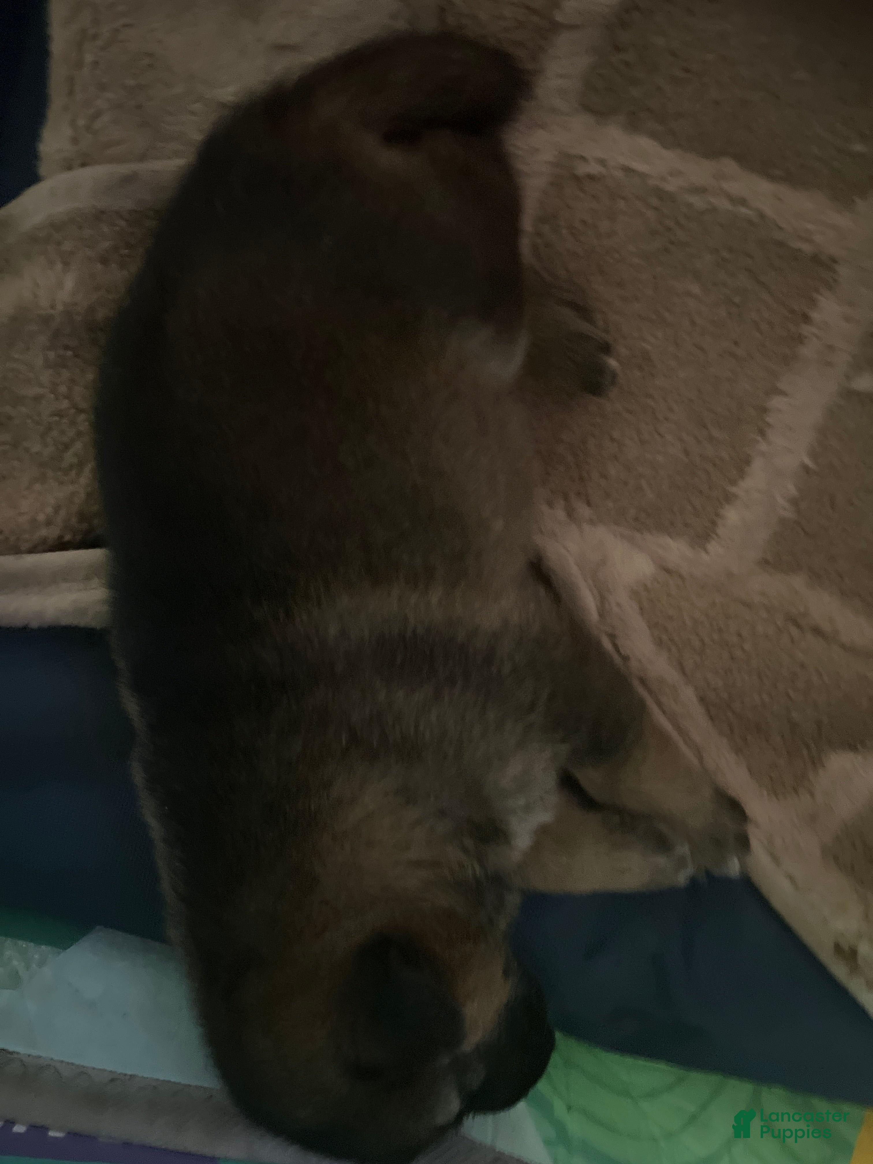 Mixed Breed dogs Mixed Breed Puppy 2 - Ad 33