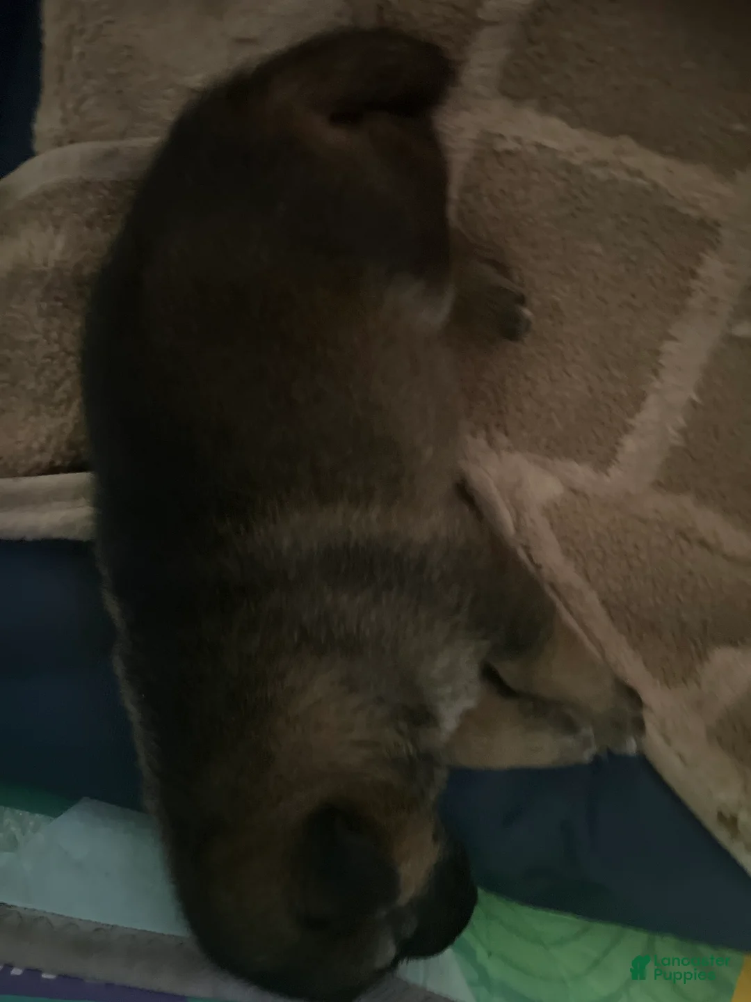 Mixed Breed dogs for sale: Mixed Breed Puppy 2 - Ad 1