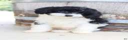 Cavapoo dogs for sale: Po'Boy - Ad 11