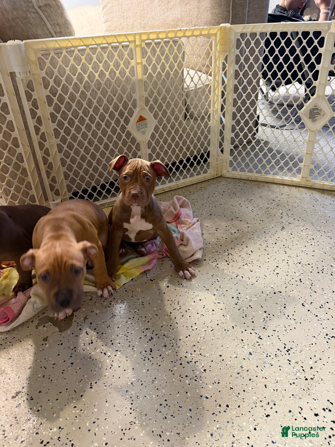 Mixed Breed dogs for sale: Mixed Breed Puppy 2 - Ad 1