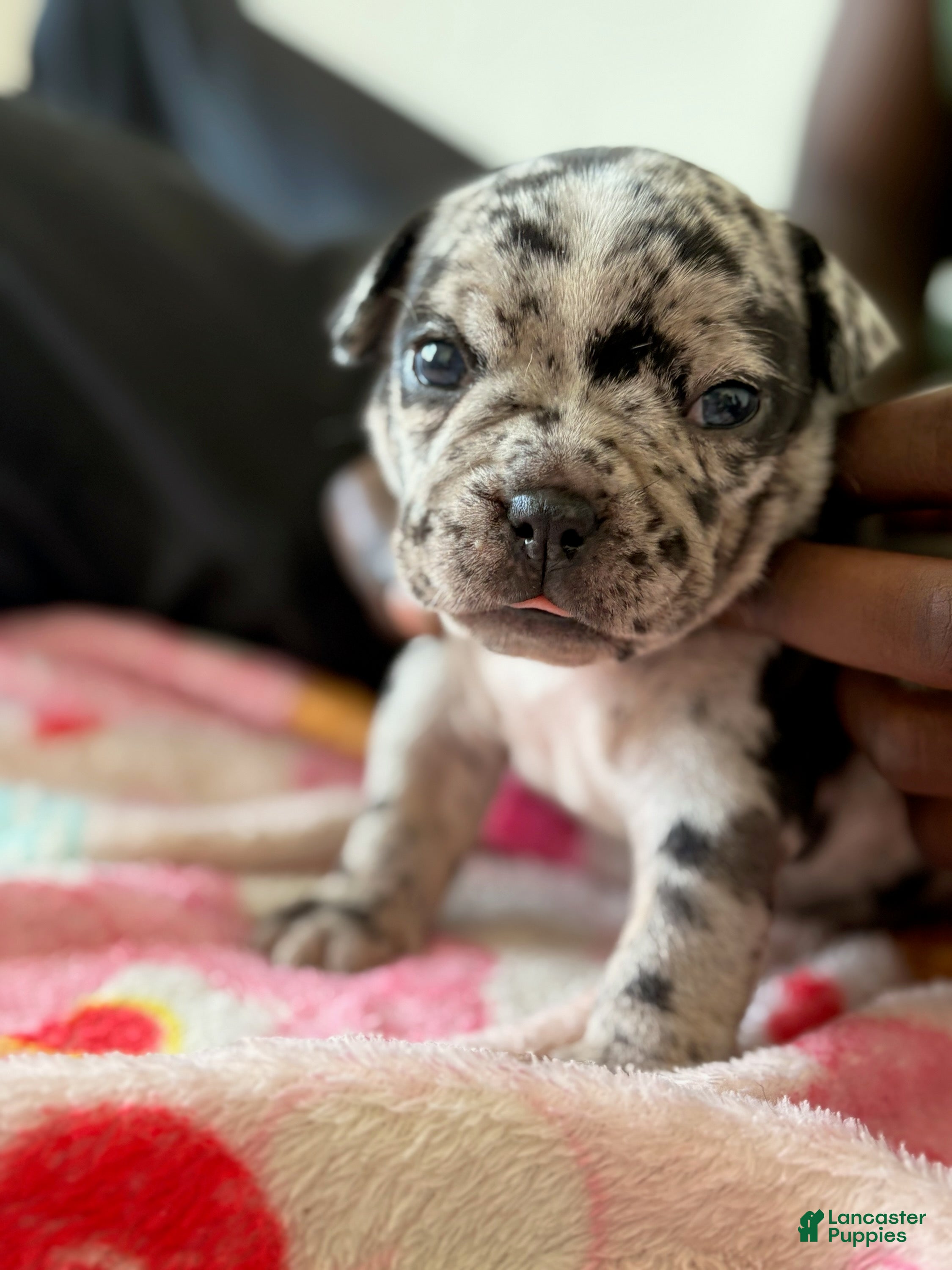 American Bully dogs American Bully 2 - Ad 18