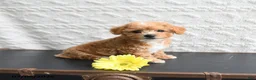 Mixed Breed dogs for sale: Kathy - Ad 2