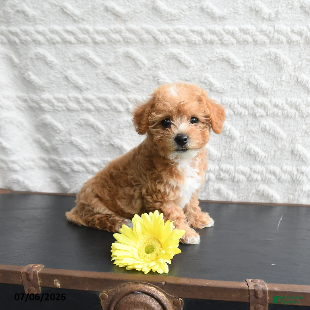 Mixed Breed dogs for sale: Kathy - Ad 2