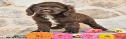 Cocker Spaniel dogs for sale: Darla - Ad 4