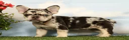 French Bulldog dogs for sale: Lindy - Ad 2
