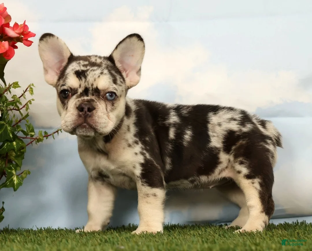 French Bulldog dogs for sale: Lindy - Ad 2