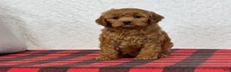 Cavapoo dogs for sale: Casey - Ad 6