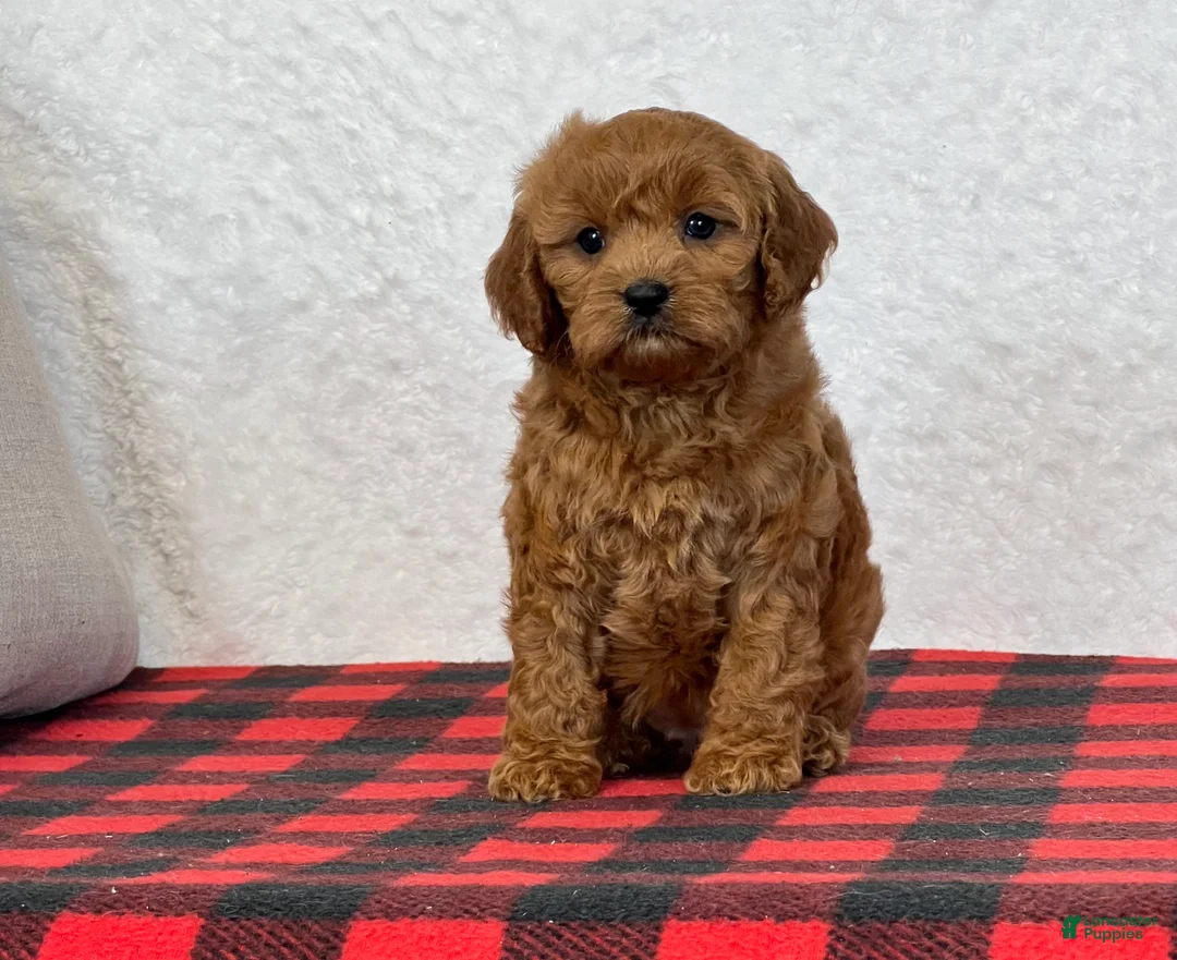 Cavapoo dogs for sale: Casey - Ad 6