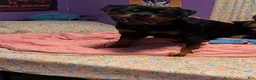 Rottweiler dogs for stud: Tank Smith II  - Ad 5