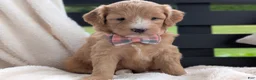 Mini Goldendoodle dogs for sale: Daisy - Ad 5