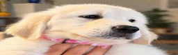 Golden Retriever dogs for sale: Dutches  - Ad 4