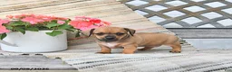 Chiweenie dogs for sale: Pearl - Ad 2