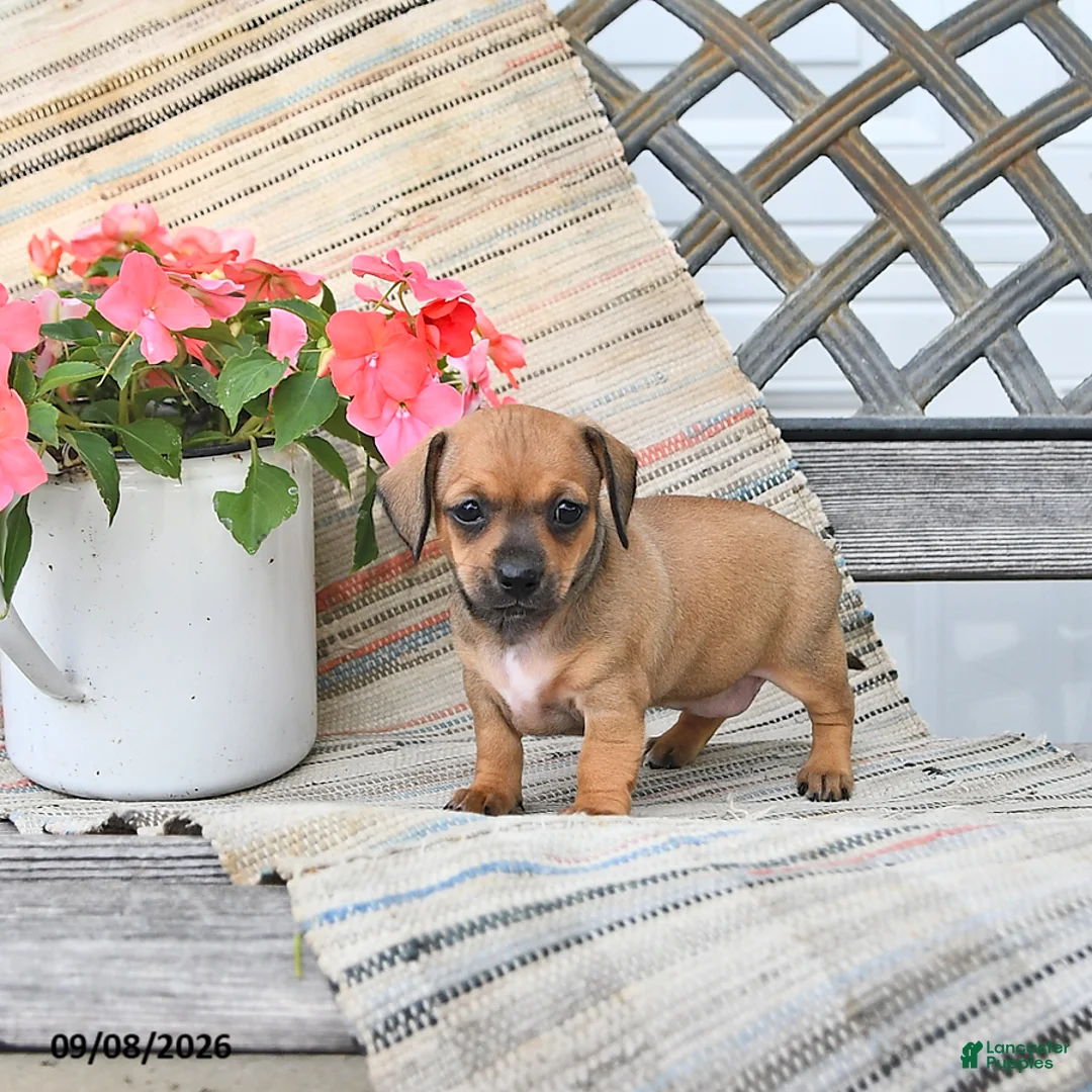 Chiweenie dogs for sale: Pearl - Ad 2