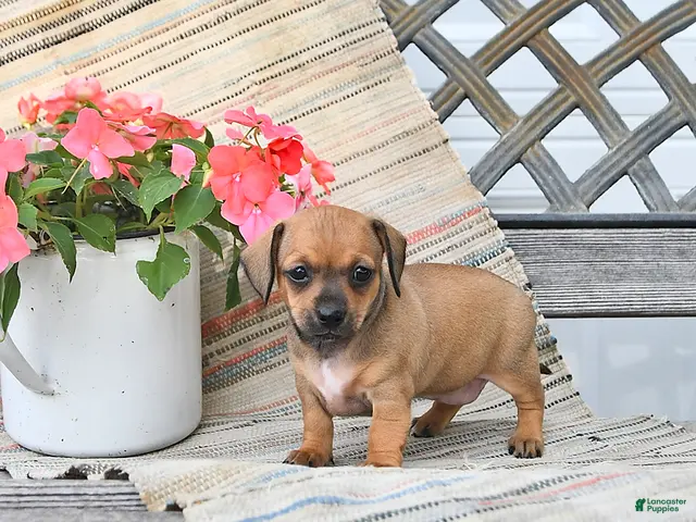 Chiweenie dogs for sale: Pearl - Ad 2
