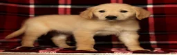 Golden Retriever dogs for sale: Rocky - Ad 7