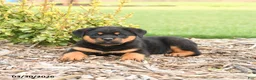 Rottweiler dogs for sale: Rex - Ad 3