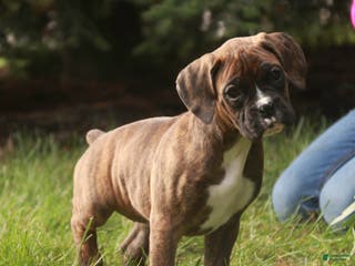 Boxer dogs Boxer Puppy 4 - Ad 24