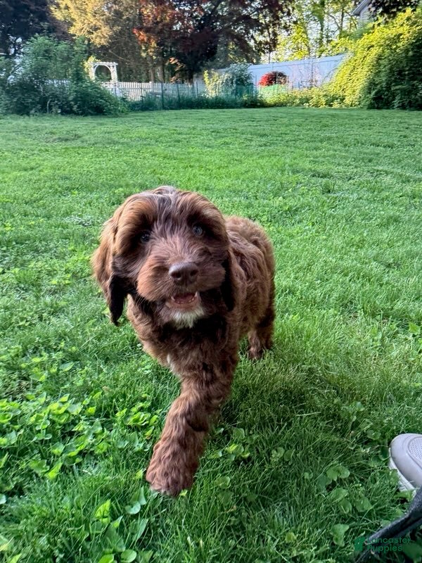Mixed Breed dogs Victor Male - Ad 1