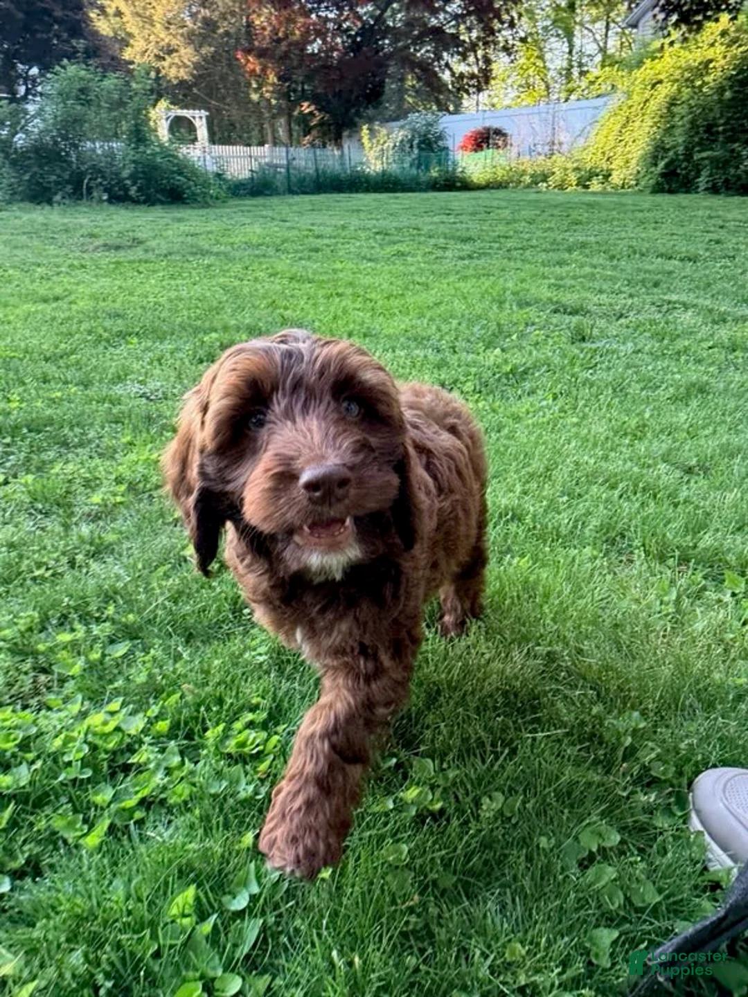 Mixed Breed dogs for sale: Victor Male - Ad 1