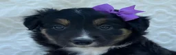 Border Collie dogs for sale: Penny - Ad 2