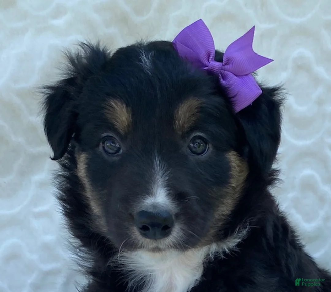 Border Collie dogs for sale: Penny - Ad 2