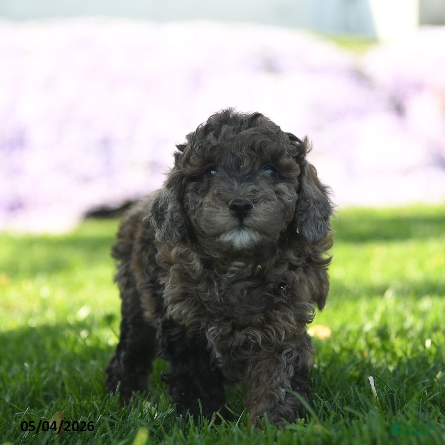 Mini Aussiedoodle dogs Nutmeg - Ad 2