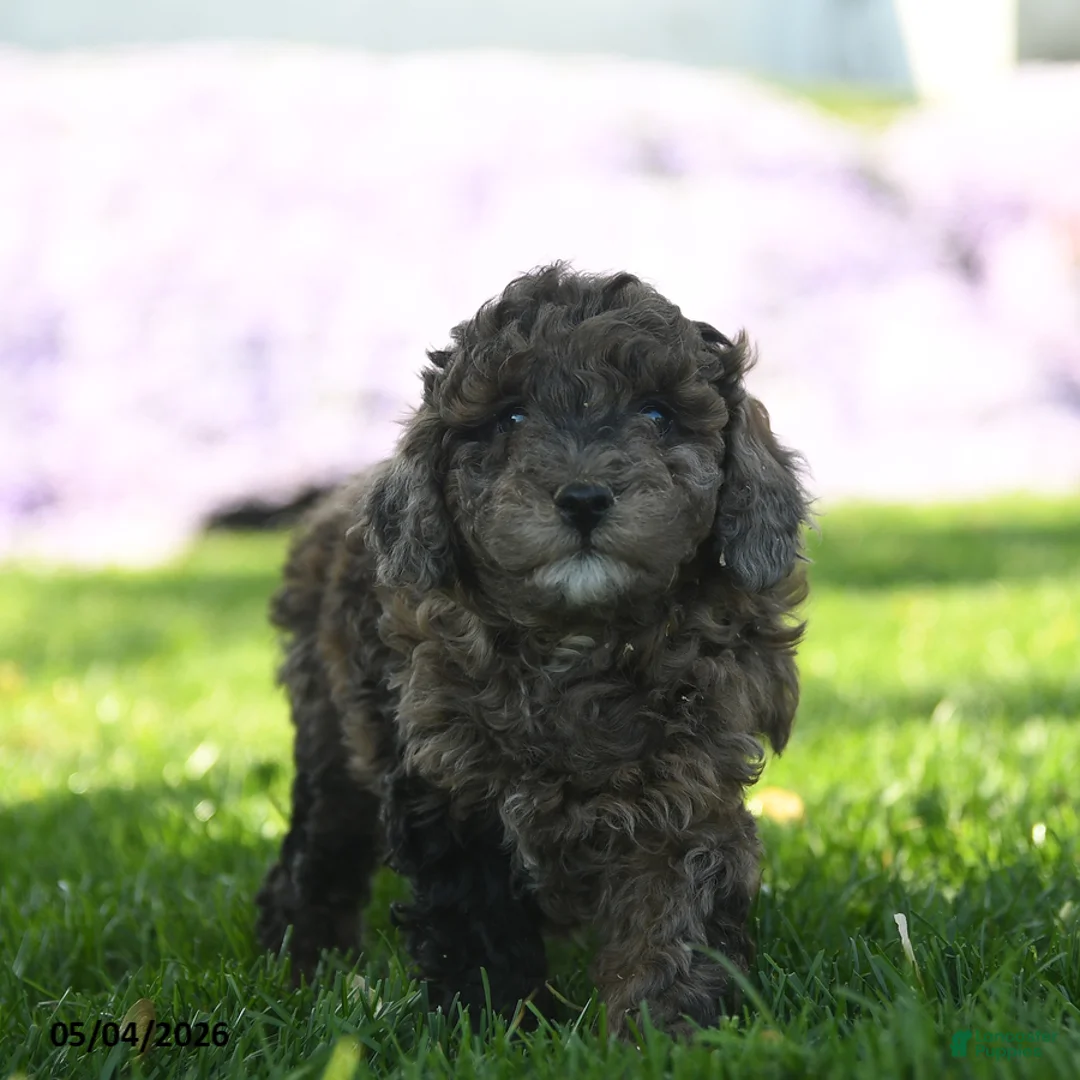 Mini Aussiedoodle dogs for sale: Nutmeg - Ad 2