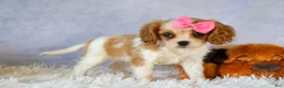 Cavalier King Charles Spaniel dogs for sale:   Nellie🌸 - Ad 11