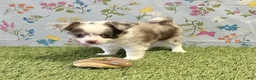 Chihuahua dogs for sale: Chihuahua with blue eyes  - Ad 2