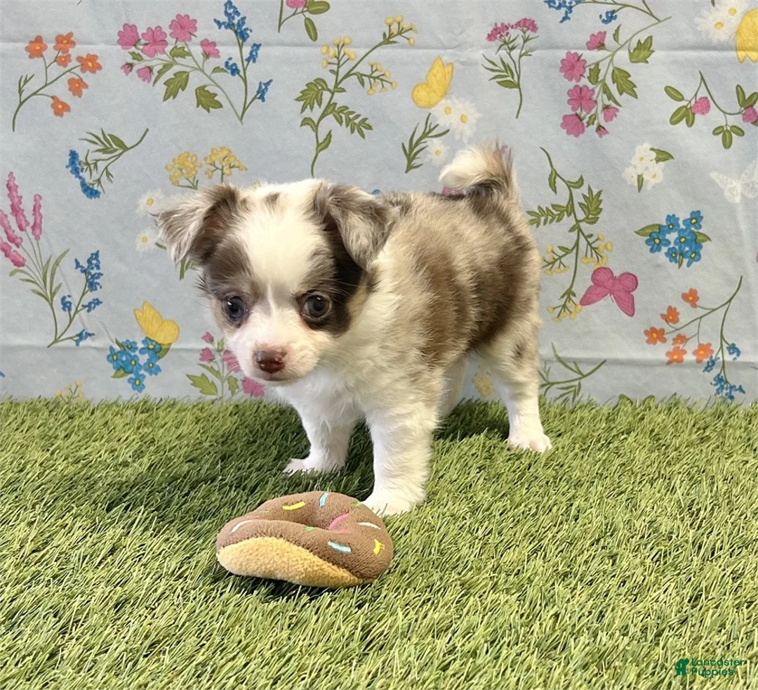 Chihuahua dogs for sale: Chihuahua with blue eyes  - Ad 2