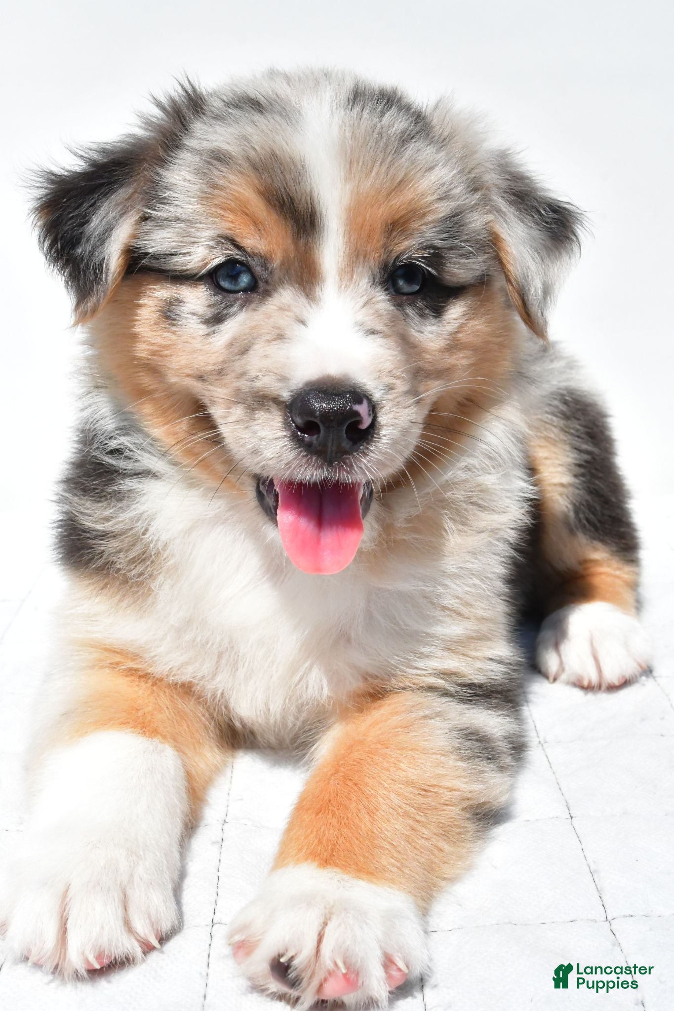 Australian Shepherd dogs Kayla - Ad 2