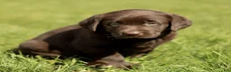 Labrador Retriever dogs for sale: Karina  - Ad 2