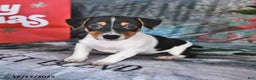Jack Russell Terrier dogs for sale: Rascal - Ad 2