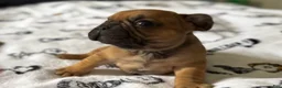 French Bulldog dogs for sale: Romeo junior - Ad 4
