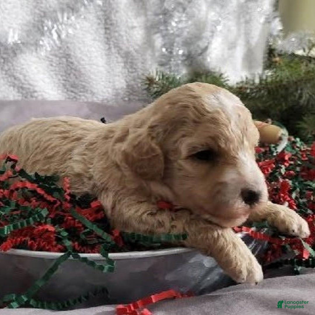 Bichpoo dogs for sale: Macy  - Ad 1